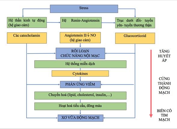 Vai trò của các yếu tố tâm lý, xã hội đối với bệnh tim mạch